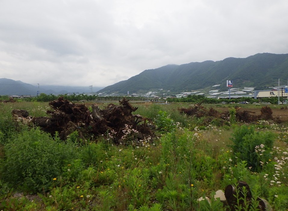 画像 (ＪＡフルーツ山梨　塩山地区統合共選所新築工事に伴う外構工事)